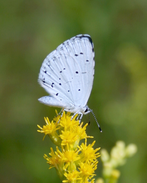 modráčik krušinový Celastrina argiolus Linaeus, 1758