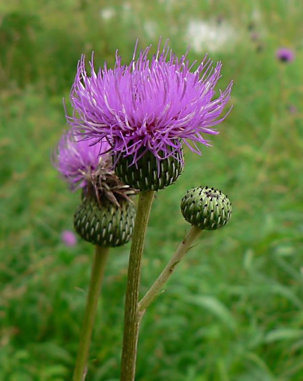 pichliač sivý - pcháč šedý Cirsium canum (L.) All.