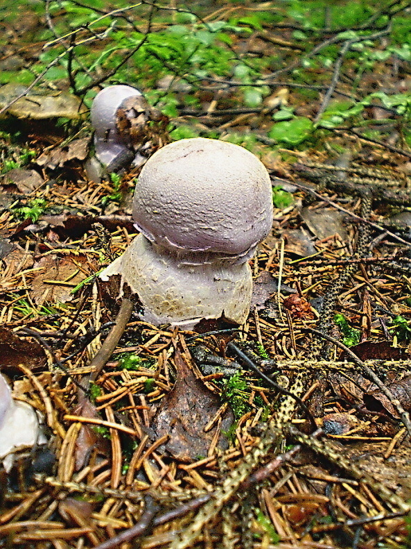 pavučinovec smradľavý Cortinarius traganus (Fr.) Fr.