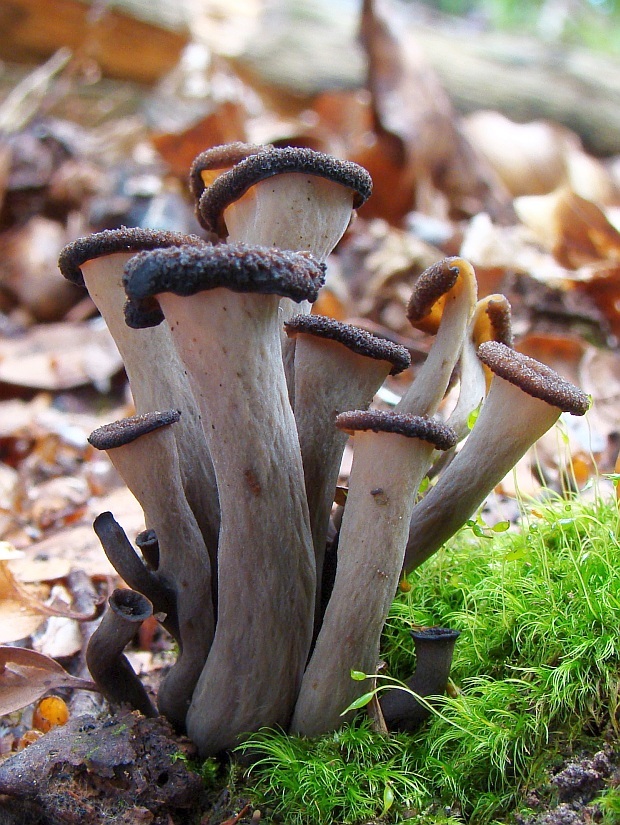 lievik trúbkovitý Craterellus cornucopioides (L.) Pers.