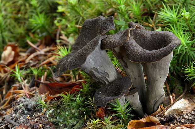 lievik trúbkovitý Craterellus cornucopioides (L.) Pers.