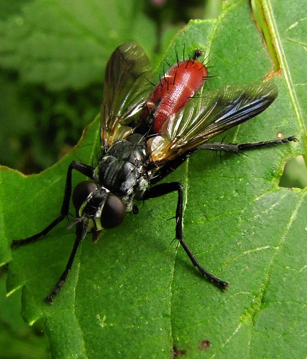 kuklica Cylindromyia bicolor