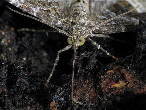 piadivka obyčajná Epirrhoe alternata