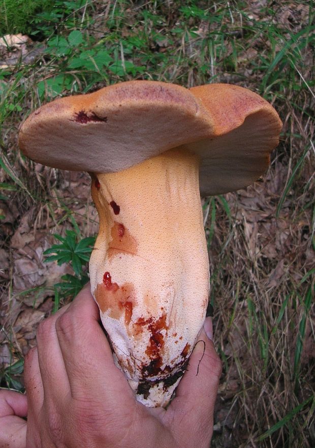 pečeňovec dubový Fistulina hepatica (Schaeff.) With.