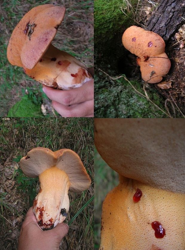 pečeňovec dubový Fistulina hepatica (Schaeff.) With.