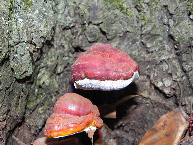 lesklokôrovka obyčajná Ganoderma lucidum (Curtis) P. Karst.