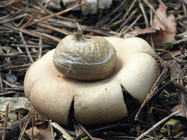 hviezdovka strapkatá Geastrum fimbriatum Fr.