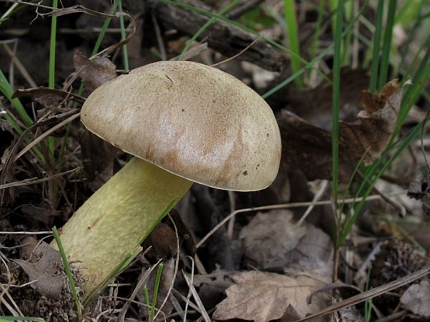 hríb plavý Hemileccinum impolitum (Fr.) Šutara