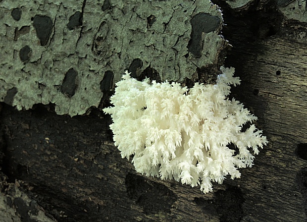 koralovec bukový Hericium coralloides (Scop.) Pers.