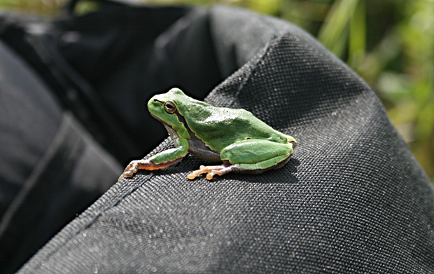 rosnička zelená  Hyla arborea