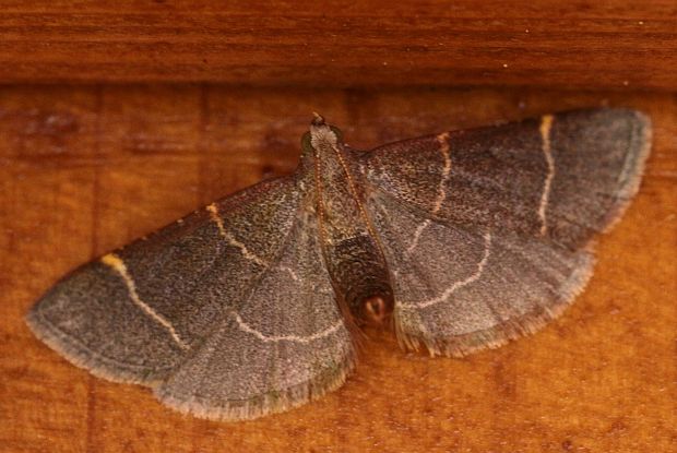 zavíječ žlutočárný (cz) Hypsopygia glaucinalis Linnaeus, 1758