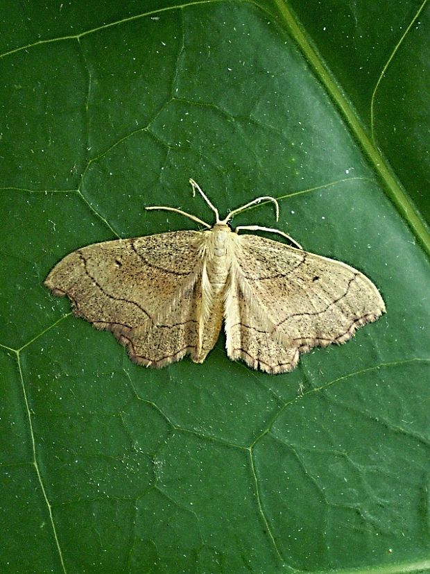 idaea emarginata Idaea emarginata