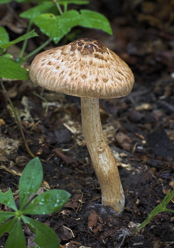 vláknica Bongardova Inosperma bongardii (Weinm.) Matheny & Esteve-Rav.