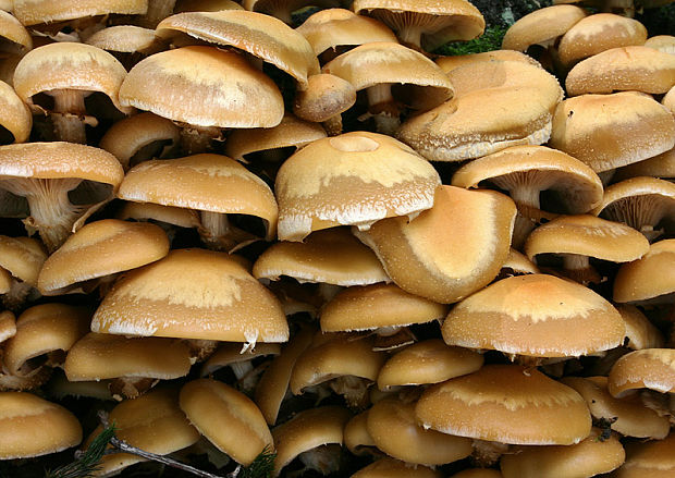 šupinačka menlivá Kuehneromyces mutabilis (Schaeff.) Singer & A.H. Sm.