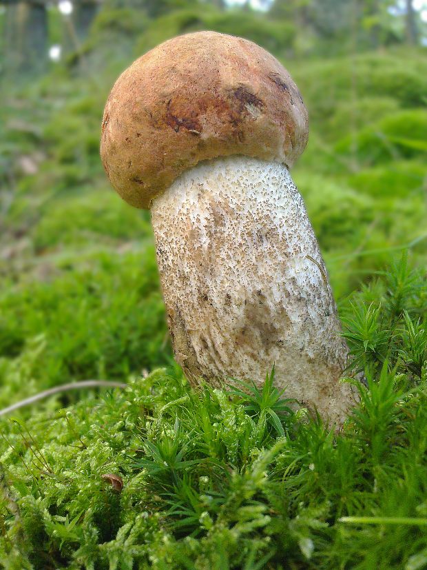 kozák dubový Leccinum aurantiacum (Bull.) Gray