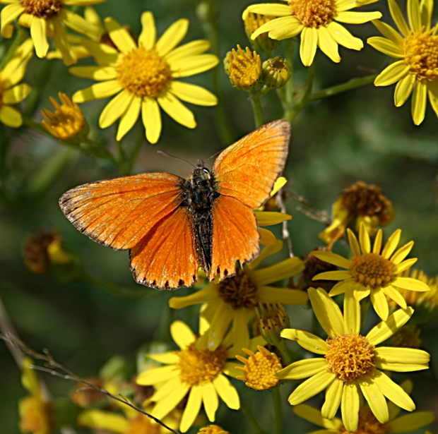 ohniváček celíkový Lycaena virgaureae