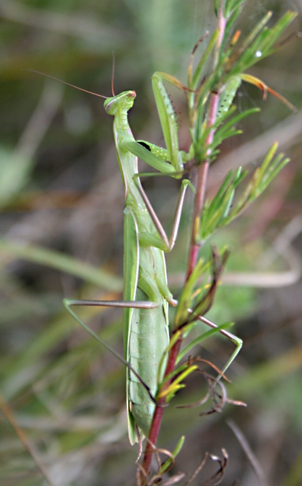 modlivka zelená - kudlanka nábožná Mantis religiosa