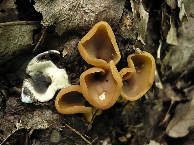 uško kožovožlté Otidea alutacea (Pers.) Massee