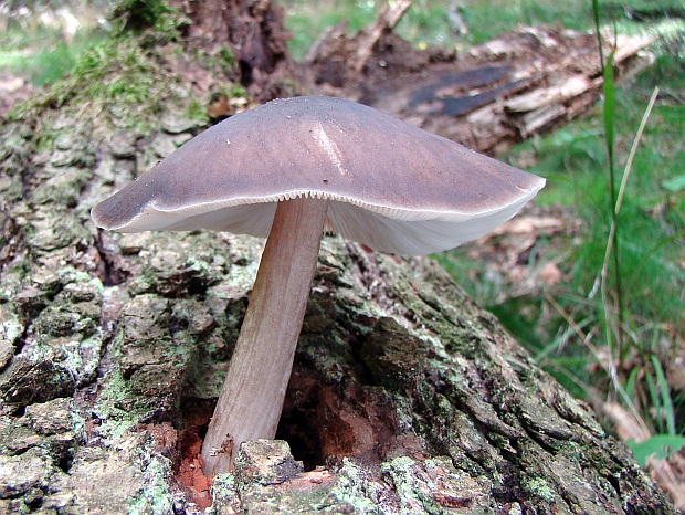 štítovka jelenia Pluteus cervinus (Schaeff.) P. Kumm.