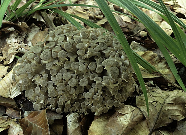 trúdnik klobúčkatý Polyporus umbellatus (Pers.) Fr.