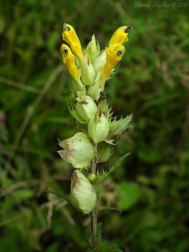 štrkáč neskorý Rhinanthus serotinus (Schönh.) Oborny