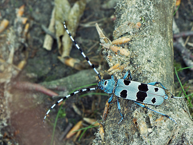 fuzáč alpský  Rosalia alpina