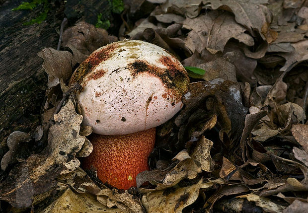 hríb purpurový Rubroboletus rhodoxanthus Kuan Zhao &amp; Zhu L. Yang