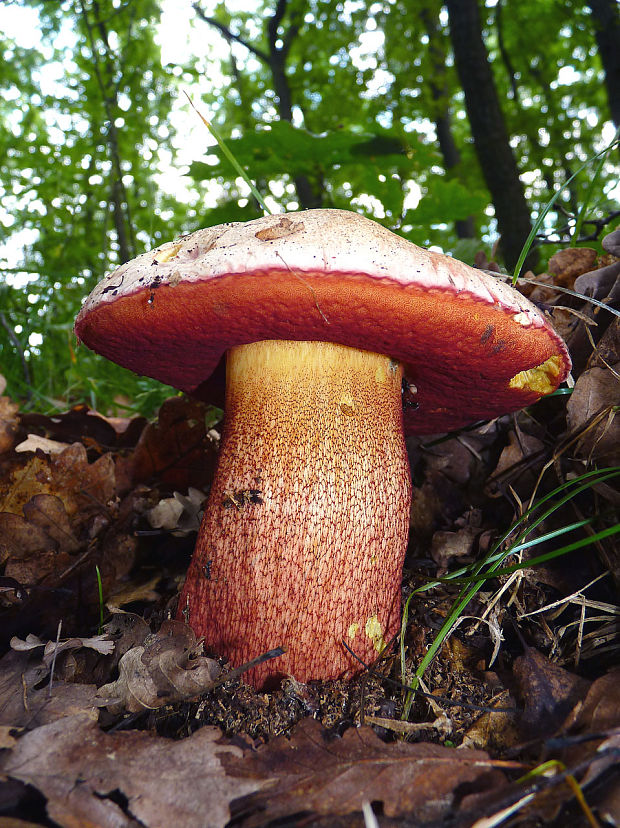 hríb purpurový Rubroboletus rhodoxanthus Kuan Zhao &amp; Zhu L. Yang