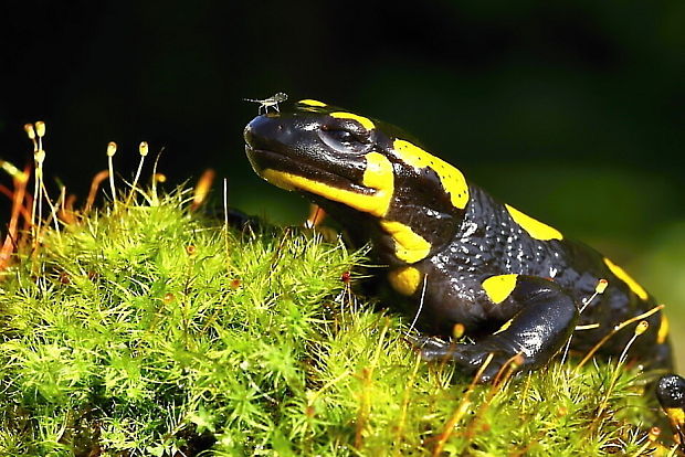 salamandra škvrnitá Salamandra salamandra