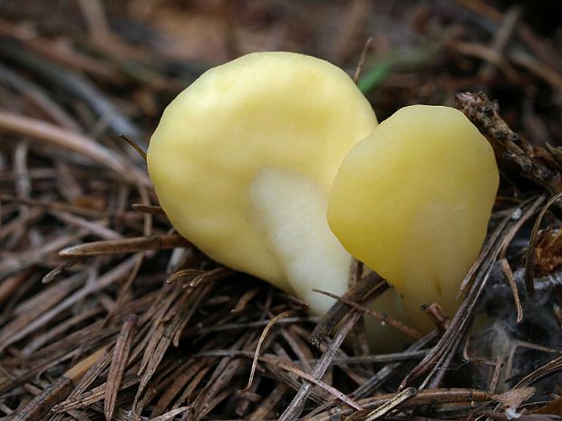 lopatička žltkastá Spathularia flavida Pers.