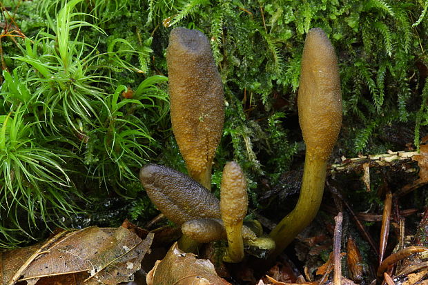 žezlovka srnková Tolypocladium ophioglossoides (J.F. Gmel.) Quandt, Kepler & Spatafora