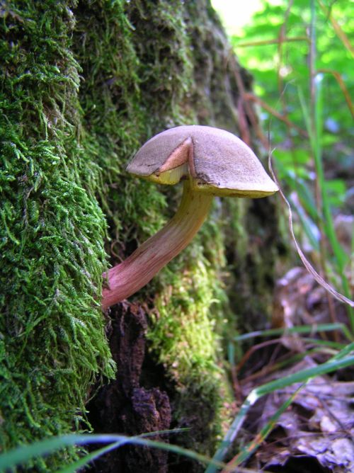 suchohríb Xerocomus sp.