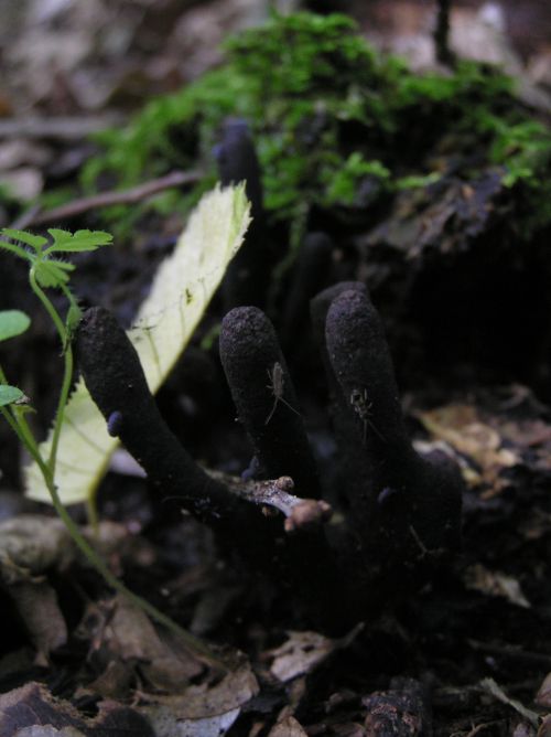 drevnatec Xylaria sp.