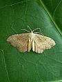 idaea emarginata