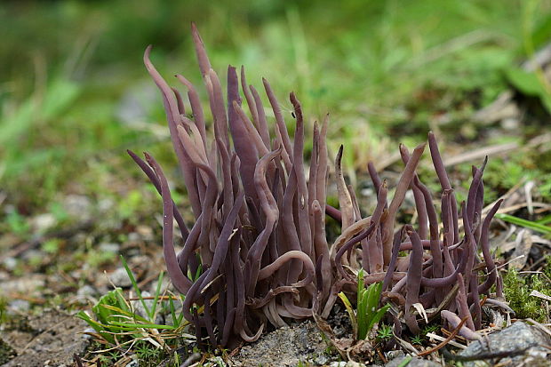 pakyjačik purpurový Alloclavaria purpurea (O.F. Müll.) Dentinger & D.J. McLaughlin