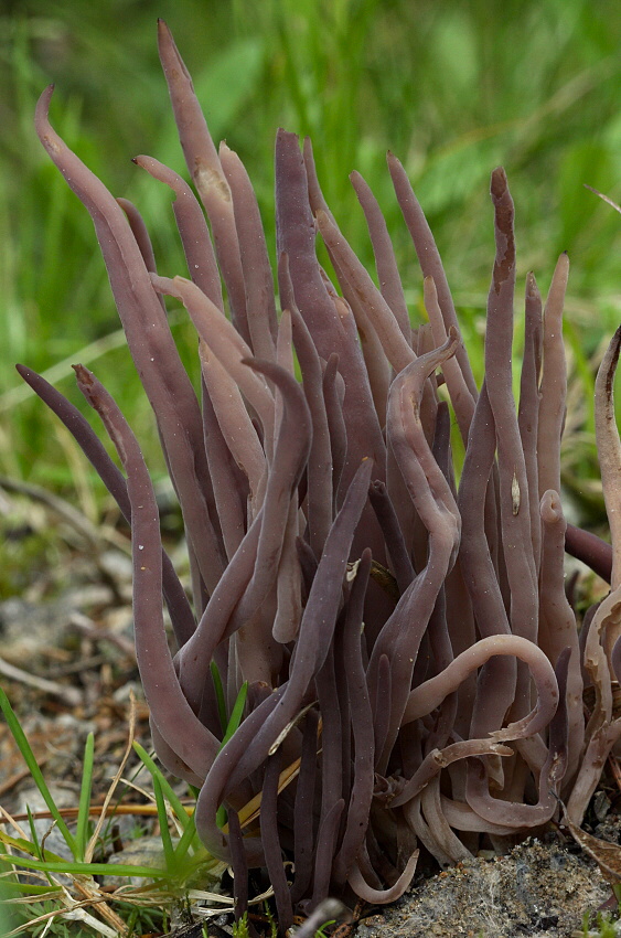 pakyjačik purpurový Alloclavaria purpurea (O.F. Müll.) Dentinger & D.J. McLaughlin