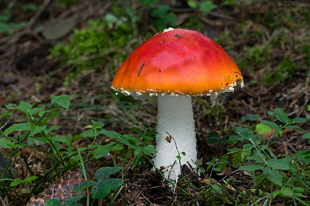 muchotrávka červená Amanita muscaria (L.) Lam.