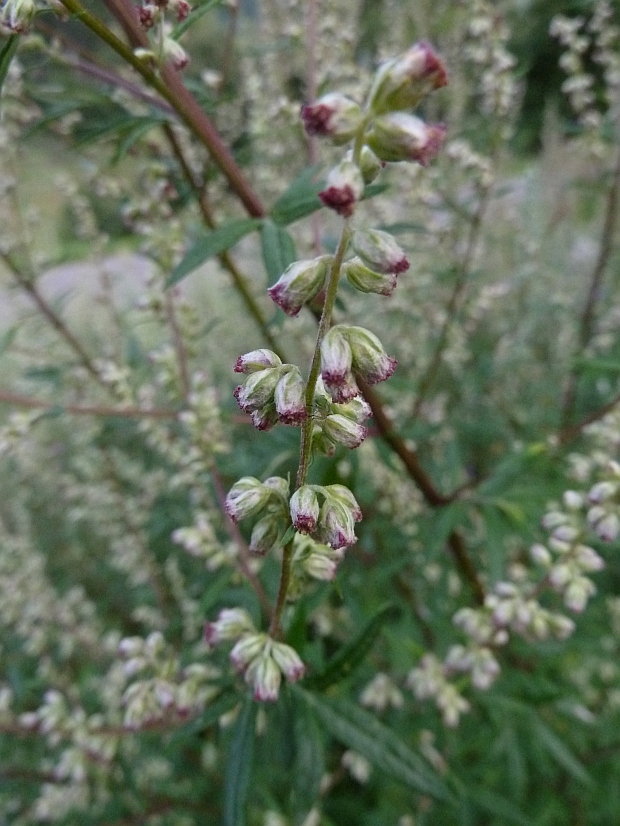 palina obyčajná Artemisia vulgaris L.