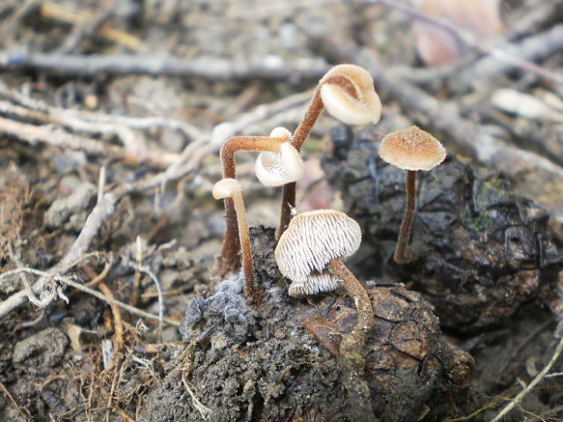 lopatovka obyčajná Auriscalpium vulgare Gray