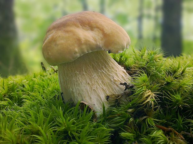 hríb smrekový Boletus edulis Bull.