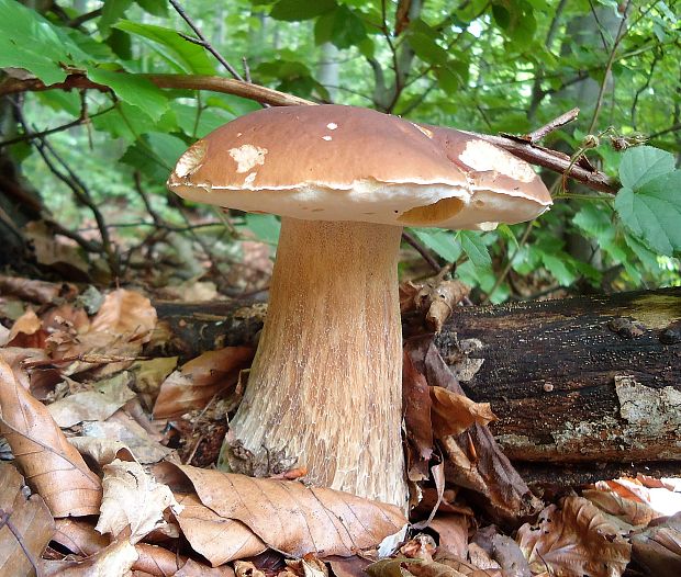 hríb smrekový Boletus edulis Bull.