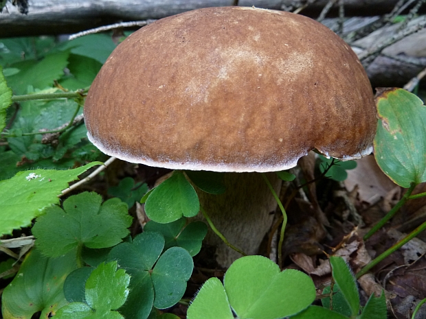 hríb smrekový Boletus edulis Bull.