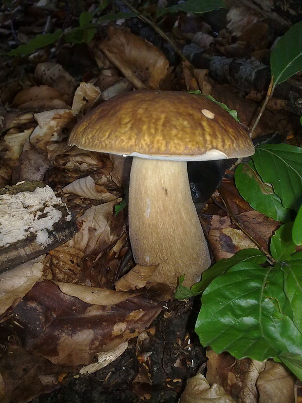 hríb dubový Boletus reticulatus Schaeff.