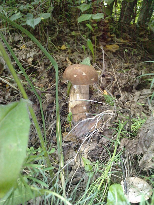 hríb dubový Boletus reticulatus Schaeff.