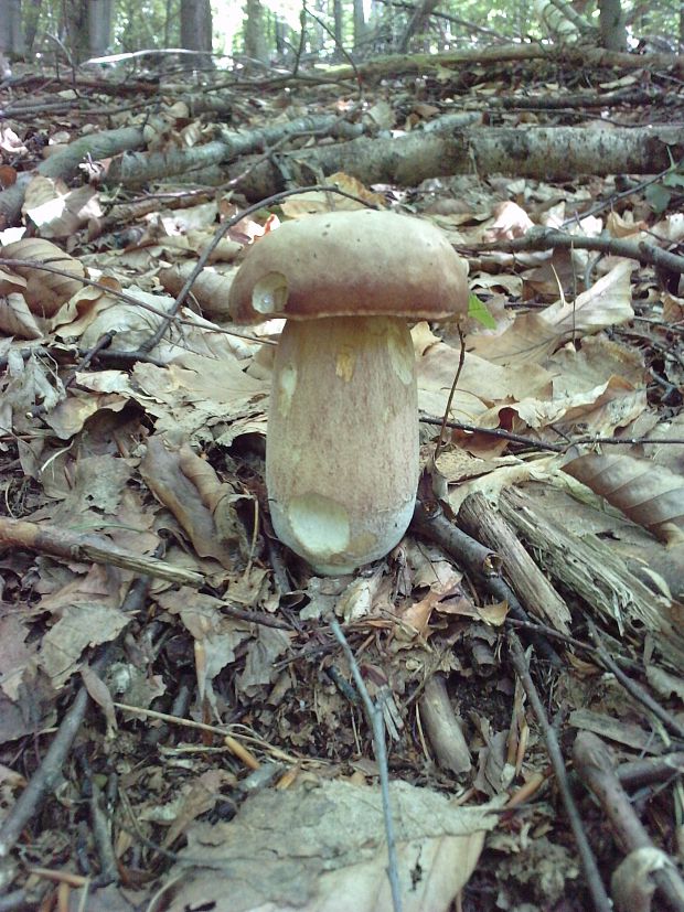 hríb dubový Boletus reticulatus Schaeff.