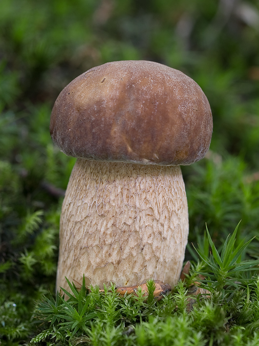 hríb dubový Boletus reticulatus Schaeff.