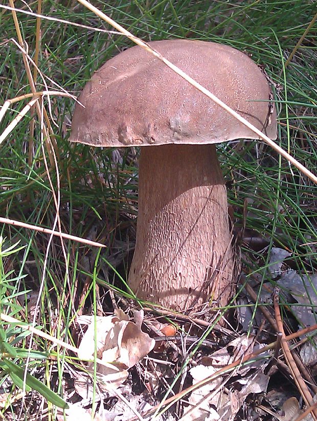 hríb dubový Boletus reticulatus Schaeff.