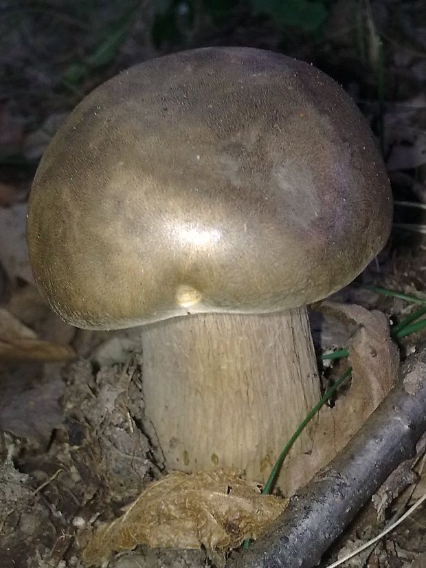 hríb dubový Boletus reticulatus Schaeff.