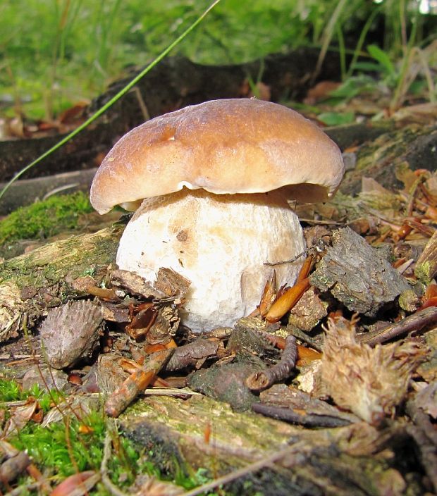 hríb dubový Boletus reticulatus Schaeff.