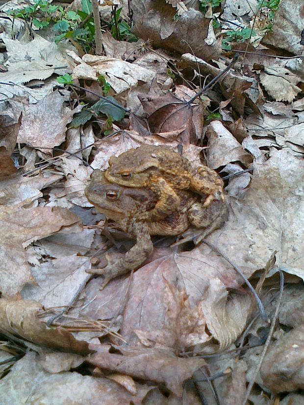 ropucha bradavičnatá Bufo bufo